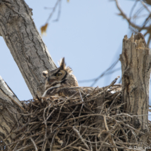 Great Horned Owl in Nest-03