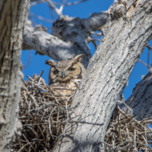 Great Horned Owl in Nest-05