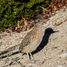 Greater Roadrunner-08