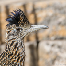 Greater Roadrunner-Head Shot-04