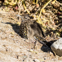 Greater Roadrunner Trying To Warm Up-01