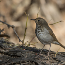 Hermit Thrush-05