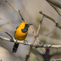 Hooded Oriole-Male-01