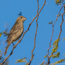 House Finch-Female-01