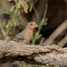 House Finch-Male-01