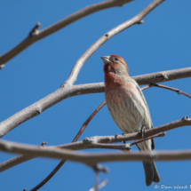 House Finch-Male-07