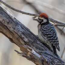 Ladder-backed Woodpecker-Male-03 (2)
