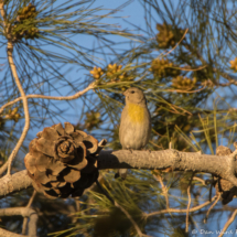 Lawrence's Goldfinch-Female-01