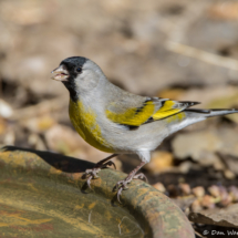 Lawrence's Goldfinch-Male-02