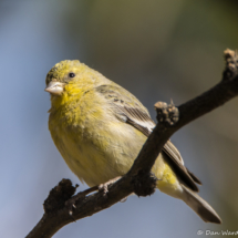 Lesser Goldfinch-Female-04