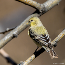 Lesser Goldfinch-Female-06
