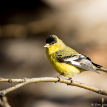Lesser Goldfinch-Male-11