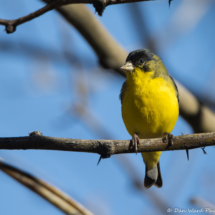 Lesser Goldfinch-Male-16