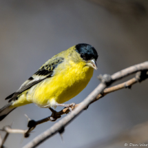 Lesser Goldfinch-Male-22