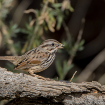 Lincoln's Sparrow-02