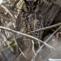 Long-eared Owl-02