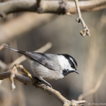 Mountain Chickadee-27