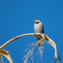 Northern Flicker-Red Shafted Male-01