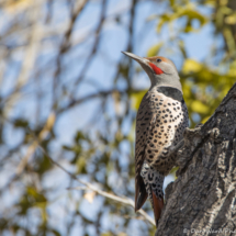 Northern Flicker-Red Shafted Male-02
