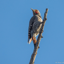 Northern Flicker-Red Shafted Male-04