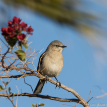 Northern Mockingbird-01