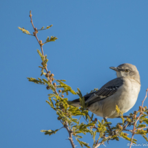 Northern Mockingbird-03