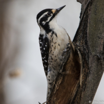 Nuttall's Woodpecker-Female-01