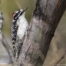 Nuttall's Woodpecker-Male-02