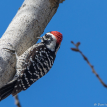 Nuttall's Woodpecker-Male-13