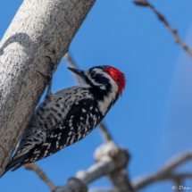 Nuttall's Woodpecker-Male-14