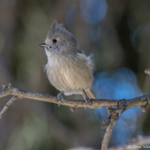 Oak Titmouse-21