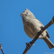 Oak Titmouse-26