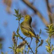 Orange-crowned Warbler-02