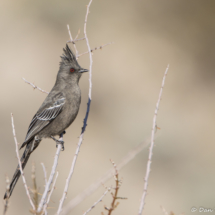 Phainopepla-Female-01