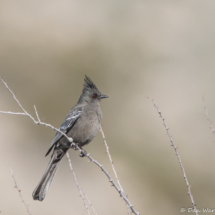 Phainopepla-Female-02