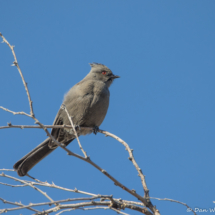 Phainopepla-Female-03