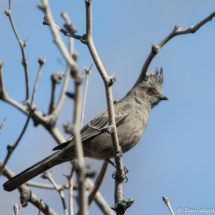 Phainopepla-Female-07