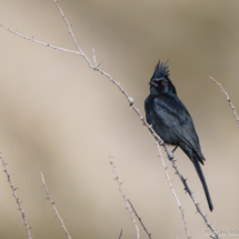 Phainopepla-Male-01 (2)