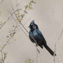 Phainopepla-Male-03