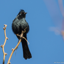 Phainopepla-Male-03