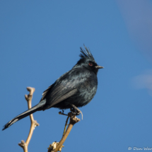 Phainopepla-Male-11