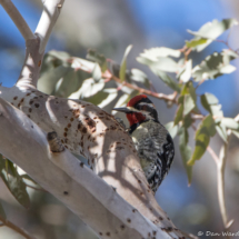 Red-naped Sapsucker-Male-12