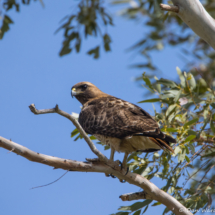 Red-tailed Hawk-05