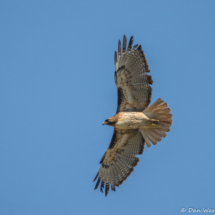 Red-tailed Hawk-07