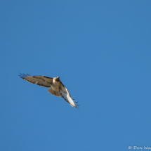 Red-tailed Hawk in Flight-01