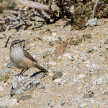 Rock Wren-03