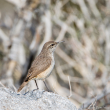 Rock Wren-04