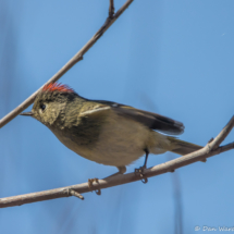 Ruby-crowned Kinglet-07