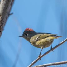 Ruby-crowned Kinglet-08