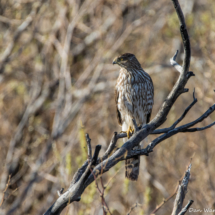 Sharp-shinned Hawk-01